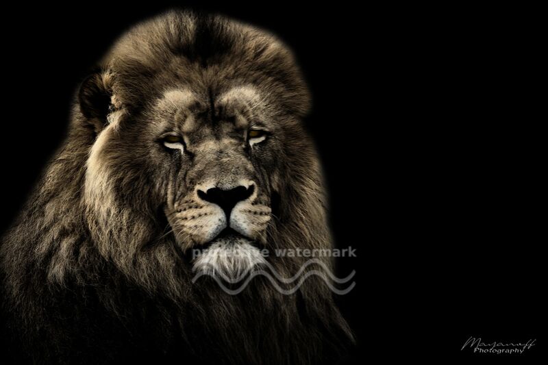 The King of the Savannah from Mayanoff Photography Decor Image