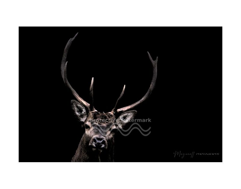 The woodland ghost from Mayanoff Photography, Prodi Art, wild animals, animal, portrait, wood, deer