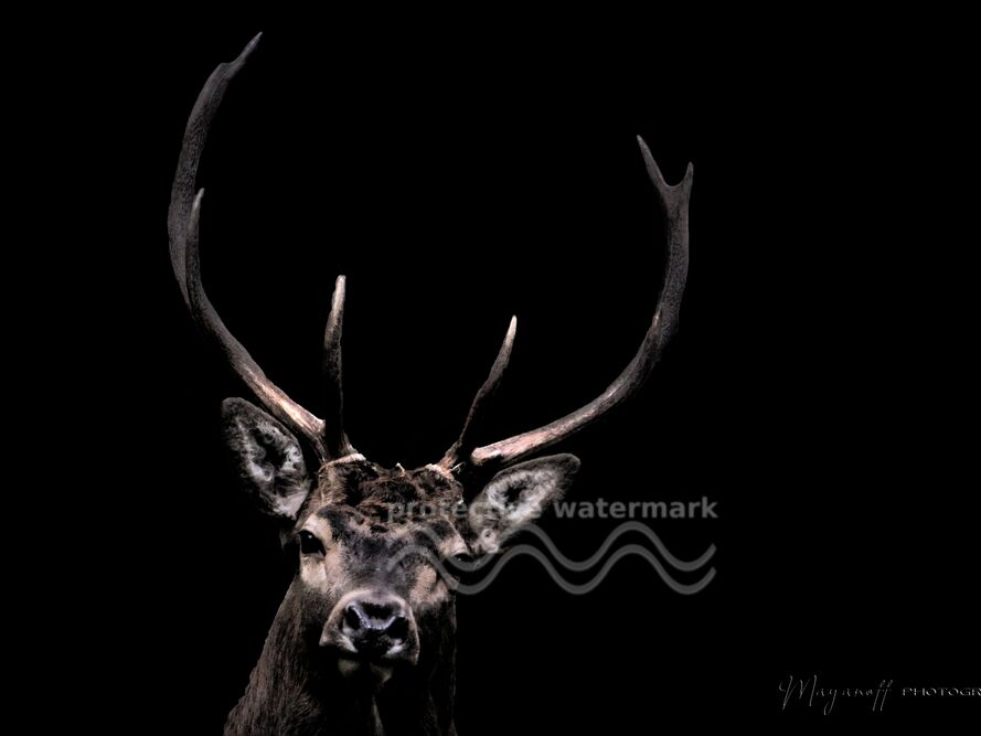 Le Fantôme des bois de Mayanoff Photography, Prodi Art, animaux sauvages, animal, portrait, bois, cerf