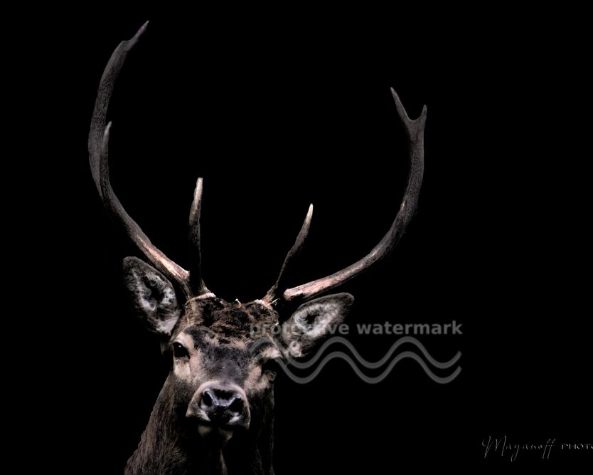 The woodland ghost from Mayanoff Photography, Prodi Art, deer, wood, portrait, animal, wild animals
