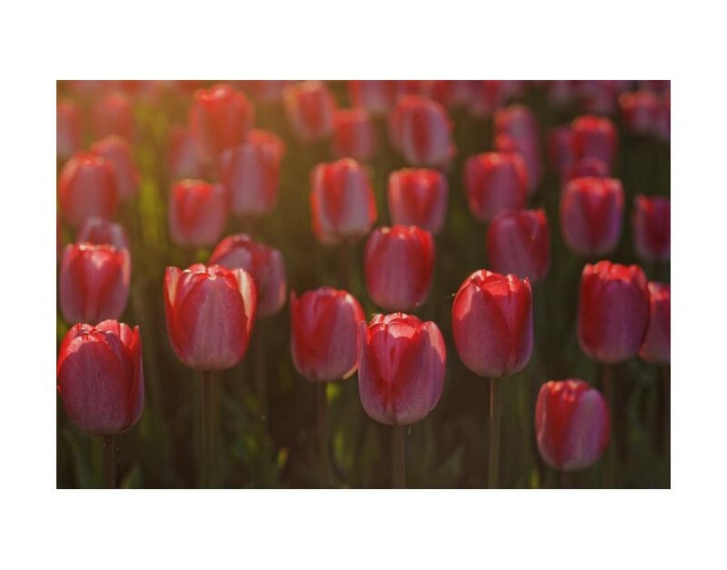 Pink tulips from Pierre Gaultier, Prodi Art, tulips, red, petals, flowers, flora, flower, bloom