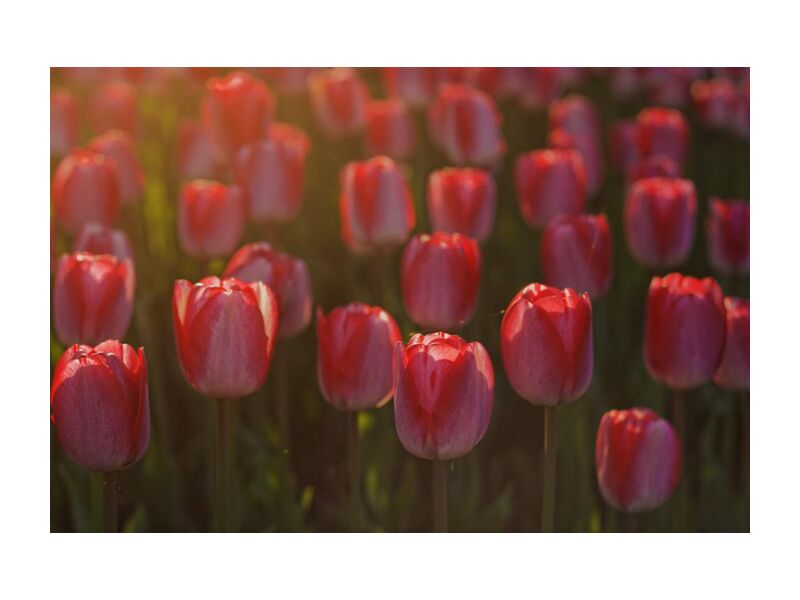 Tulipes roses de Pierre Gaultier, Prodi Art, tulipes, rouge, pétales, fleurs, flore, fleur, Floraison