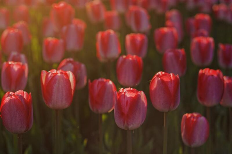 Tulipes roses de Pierre Gaultier Decor Image