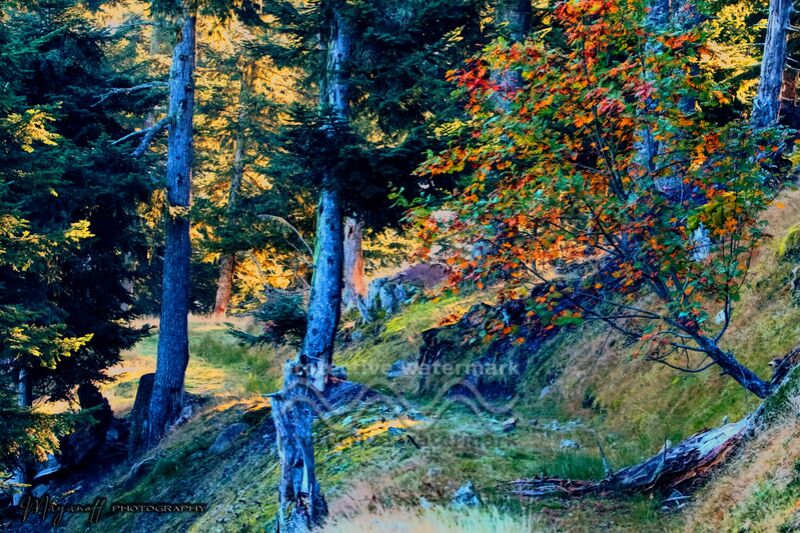 La Forêt de Mayanoff Photography, Prodi Art, arbres, soleil, fougères, nature, ambiance, matin, forêt, des arbres, atmosphère, Fotêt, automne