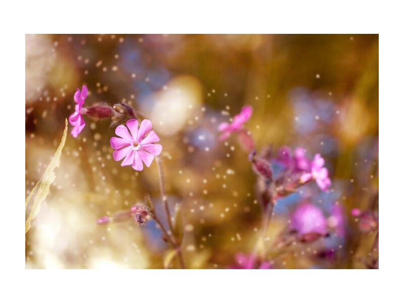 Fleurs au vent de Pierre Gaultier, Prodi Art, Floraison, épanouissement, fleur, brouiller, gros plan, délicat, profondeur de champ, flore, fleurs, concentrer, croissance, majestueux, nature, pétales