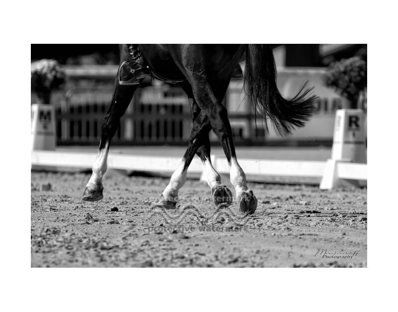 Lateral movements from Mayanoff Photography, Prodi Art, dressage, displacements, rider, competition, horse, movement, animal, cavalier, competition, horse