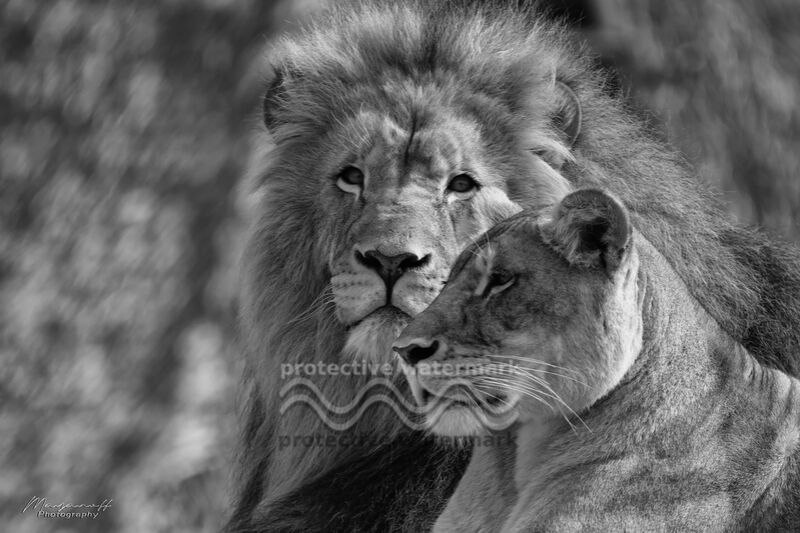 Crossed glances from Mayanoff Photography, Prodi Art, felines, animals, black-and-white, lioness, Lion