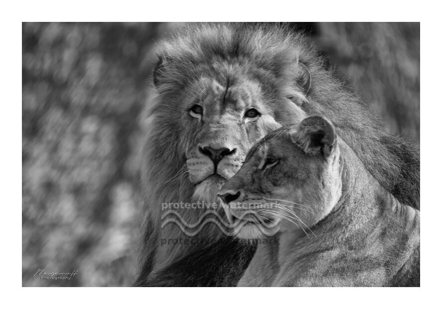 Regards croisés de Mayanoff Photography, Prodi Art, Lion, lionne, noir et blanc, animaux, félins, lionne, noir et blanc, animaux, félins