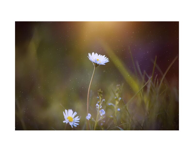 Sunshine from Pierre Gaultier, Prodi Art, blooming, blur, close-up, daisy, delicate, flora, flowers, focus, grass, growth, leaves, macro, majestic, nature, petals