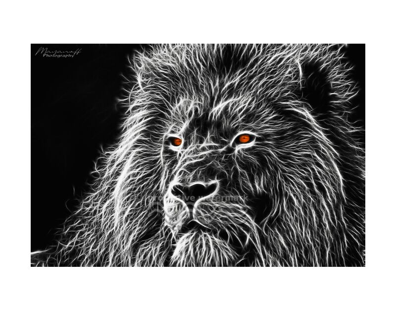 Feline gaze from Mayanoff Photography, Prodi Art, Lion, feline, painting, fractalius, black White, monochrome, animal, regard, feline, painting, Black &amp; White, gaze