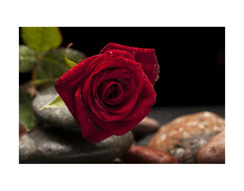 The Red Rose from Pierre Gaultier, Prodi Art, bloom, blooming, blossom, blur, close-up, delicate, depth of field, dew, flora, flower, focus, leaves, macro, petals, rocks, rose
