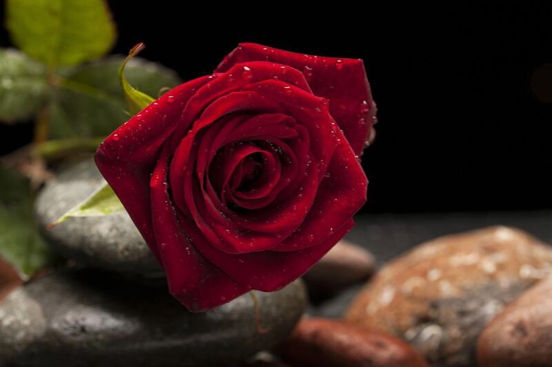 La rose rouge de Pierre Gaultier Decor Image