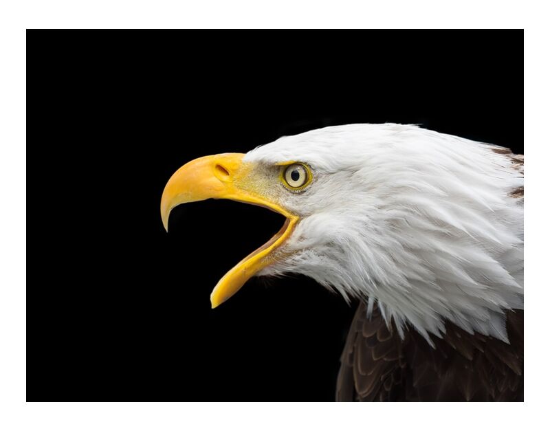 Beak of the Eagle from Pierre Gaultier, Prodi Art, bald eagle, raptor, head, close, adler, bird of prey, bird, bill, white tailed eagle, nature, animal, portrait, wild bird, white head, bald eagles
