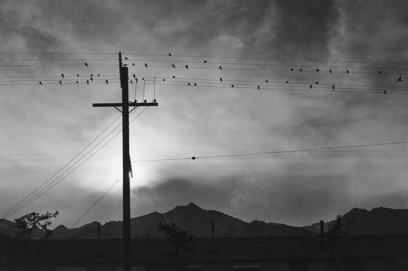 Birds on Wire, Evening von Bildende Kunst Decor Image