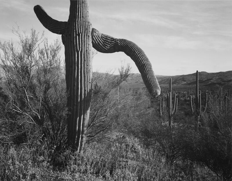 Cactus At Left And Surroundings - Ansel Adams von Bildende Kunst Decor Image