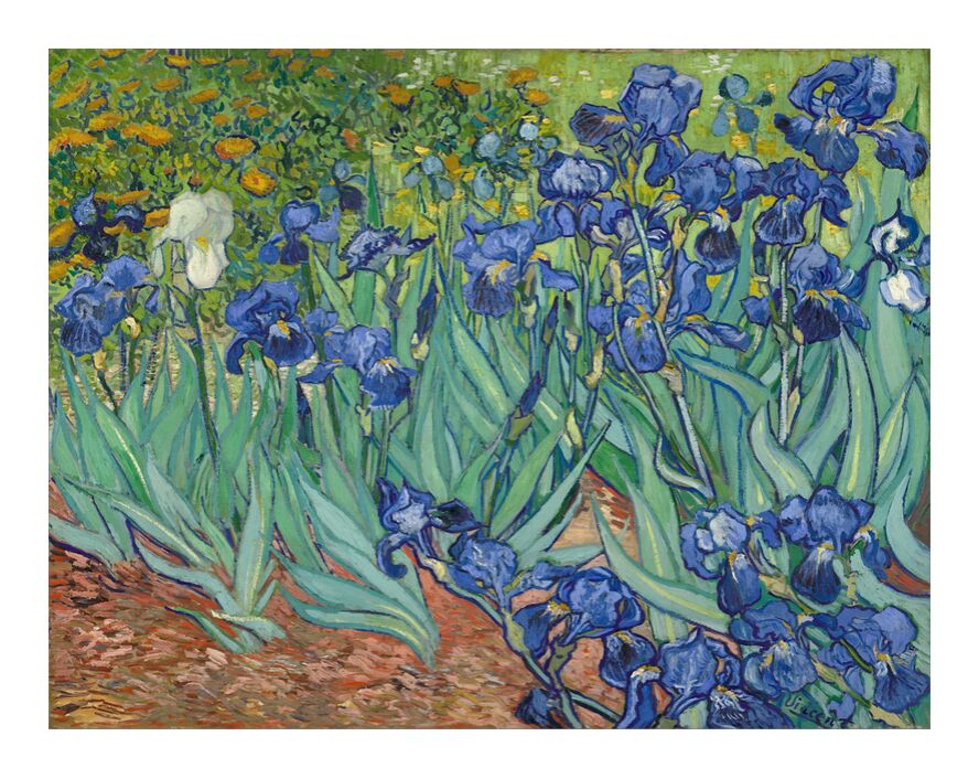Gogh iris van Irises (painting)