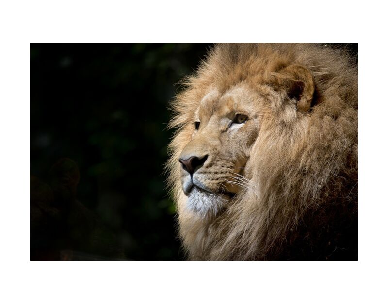 The Feline from Pierre Gaultier, Prodi Art, Lion, wild, africa, african, felines, zoo, fauna, tawny, animal, wild animal, majesty, portrait, feline, animal portrait