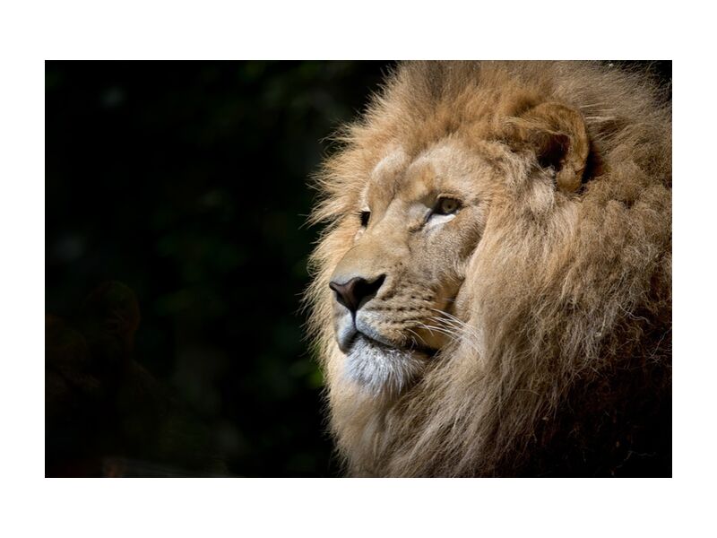 Le félin de Pierre Gaultier, Prodi Art, Lion, sauvage, Afrique, africain, félins, zoo, faune, fauve, animal, animal sauvage, majesté, portrait, félin, portrait d&#39;anima