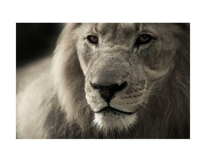 Lion from Pierre Gaultier, Prodi Art, Lion, animal portrait, africa, safari, wild animal, animal, animal world, south africa, nature, predator, fur, Cat, lion portrait, big cat, posing, eyes, outdoors