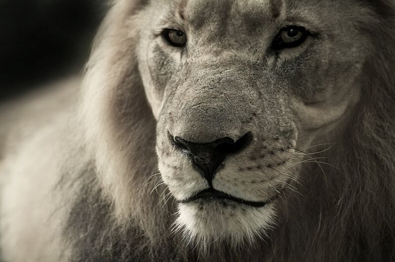 Lion de Pierre Gaultier Decor Image