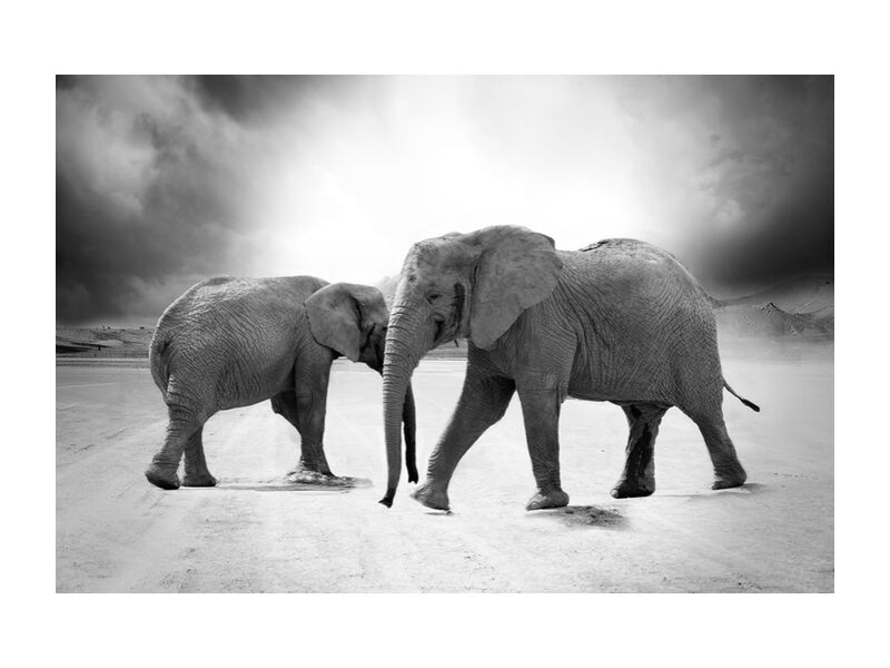 Deux éléphants de Pierre Gaultier, Prodi Art, limpopo, nature, zoo, safari, prédateur, Afrique, animaux, Ivoire, éléphant