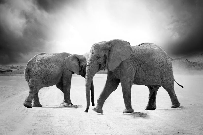 Deux éléphants de Pierre Gaultier Decor Image