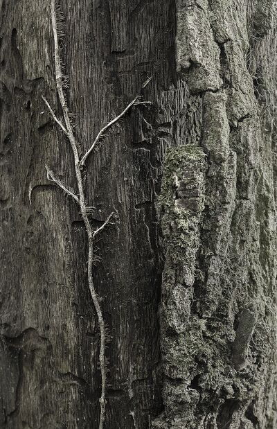 UNDER YOUR SKIN 8 from jean michel RENAUDIN, Prodi Art, bark, living, alive, matter, tree, forest, trunk, Ivy, material