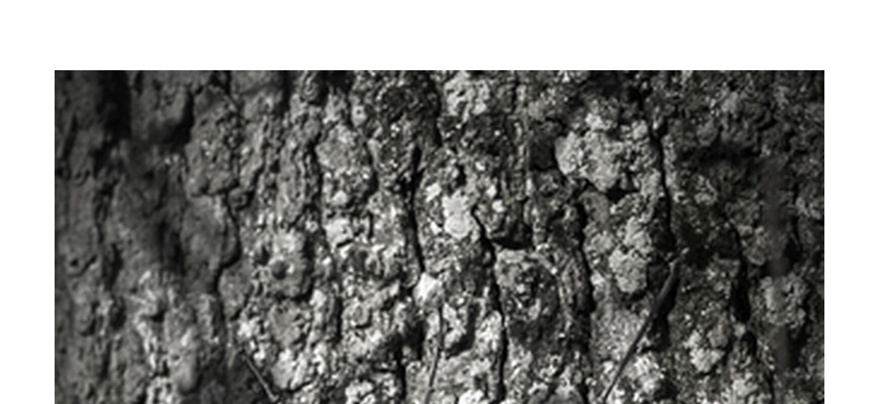 SOUS TA PEAU 7 de jean michel RENAUDIN, Prodi Art, Matériel, Lierre, tronc, forêt, arbre, matière, vivante, vivant, écorce