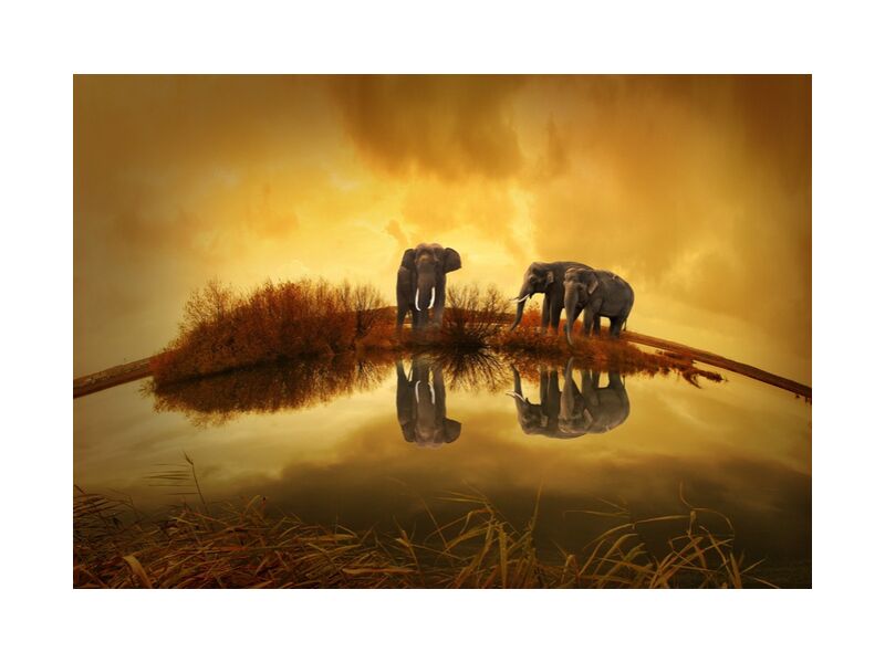 Éléphants au bord de l'eau de Pierre Gaultier, Prodi Art, animaux, nature, couché de soleil, éléphant, Thaïlande