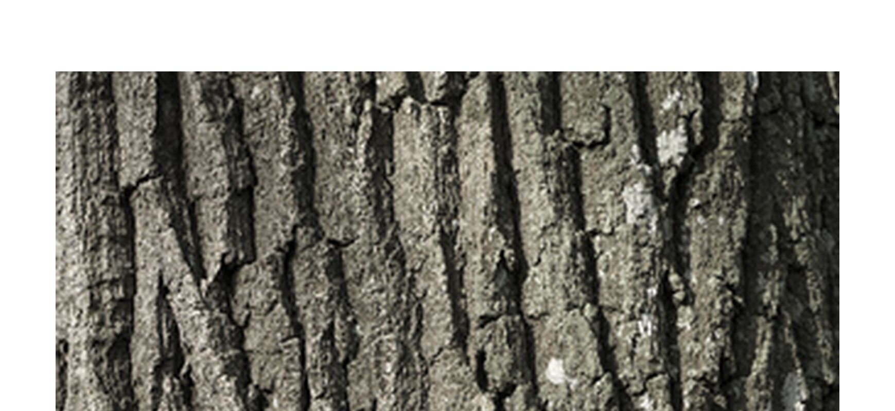 SOUS TA PEAU 5 de jean michel RENAUDIN, Prodi Art, Matériel, Lierre, tronc, forêt, arbre, matière, vivante, vivant, écorce