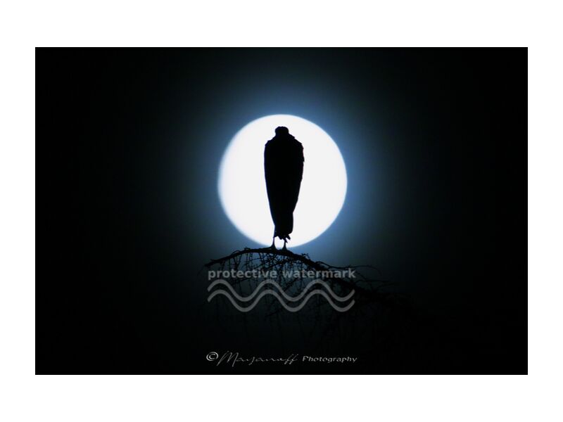 Silouhette au clair de lune de Mayanoff Photography, Prodi Art, pleine lune, arbre, cigogne, oiseaux, animaux sauvages, nuit, clair de lune