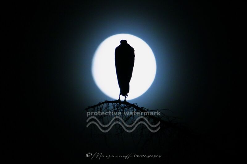 Silouhette au clair de lune de Mayanoff Photography Decor Image