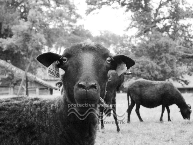 The black sheep from Audrey Anderson Decor Image