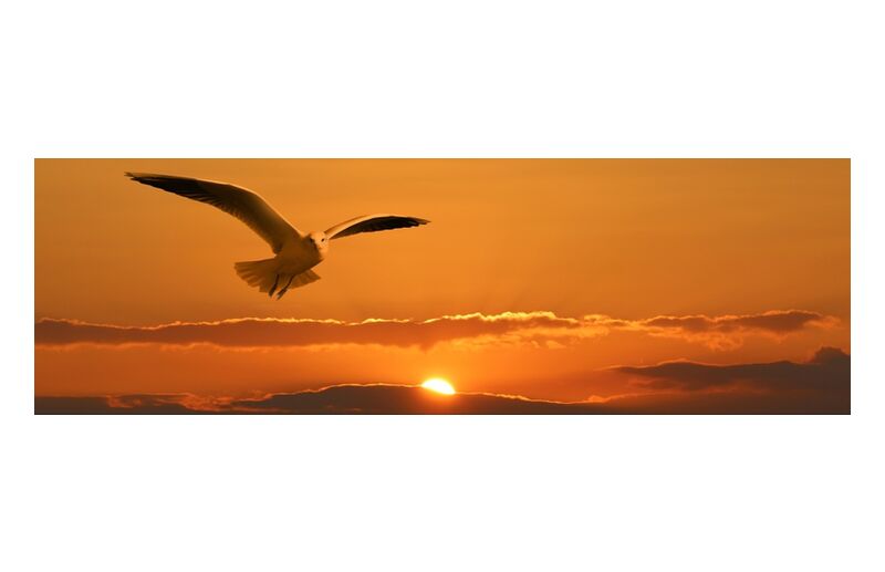 Flight of the seagull from Pierre Gaultier, Prodi Art, banner, header, gull, bird, fly, clouds, orange, sunset, Sun, ease