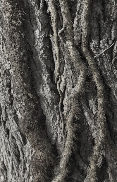 UNDER YOUR SKIN 11 from jean michel RENAUDIN, Prodi Art, tree, matter, alive, living, bark, Ivy, trunk, forest, tree, material, alive, bark, Ivy, trunk, forest