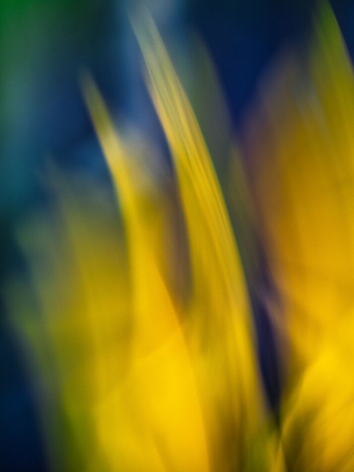 Le jaune fleurs de Céline Pivoine Eyes, Prodi Art, Photographie abstraite, art abstrait, ICM, plante, jaune, nature, fleurs, Mouvement de caméra intentionnel ICM