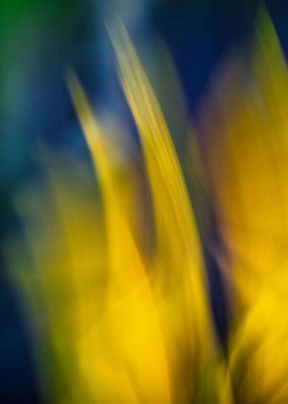 Le jaune fleurs from Céline Pivoine Eyes, Prodi Art, Abstract photography, abstract art, ICM, plant, yellow, nature, flowers, Intentional Camera Movement ICM