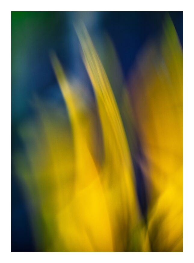 Le jaune fleurs from Céline Pivoine Eyes, Prodi Art, Abstract photography, abstract art, ICM, plant, yellow, nature, flowers, Intentional Camera Movement ICM