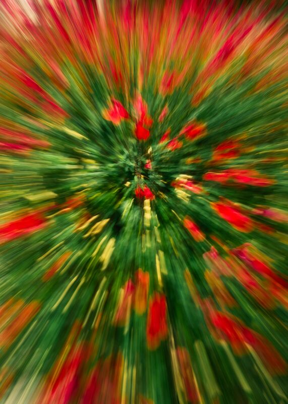Le massif de fleurs rouges de Céline Pivoine Eyes Decor Image
