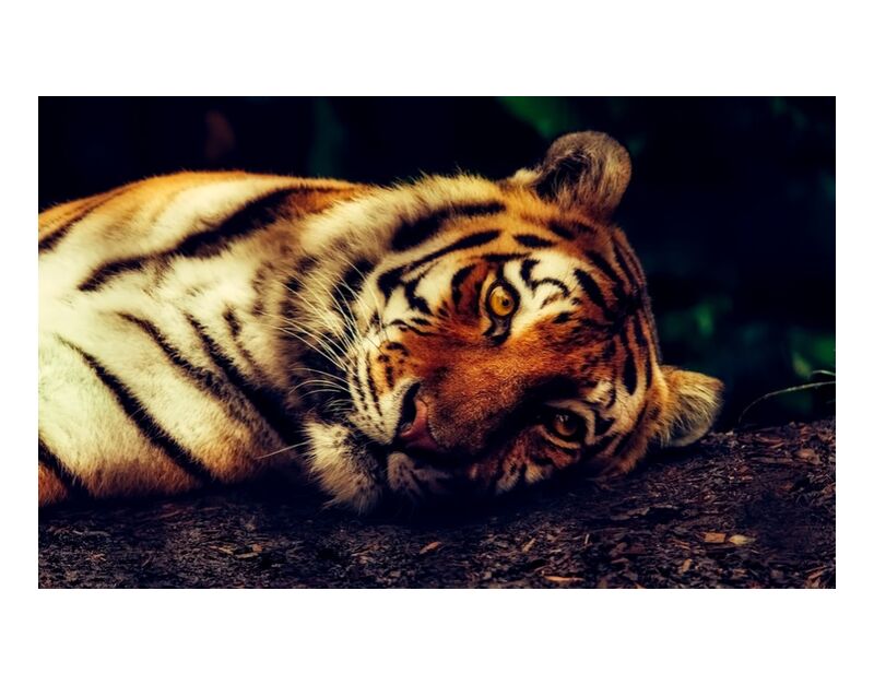 Lying Tiger from Pierre Gaultier, Prodi Art, predator, close-up, macro, resting, wildlife, animal, tiger