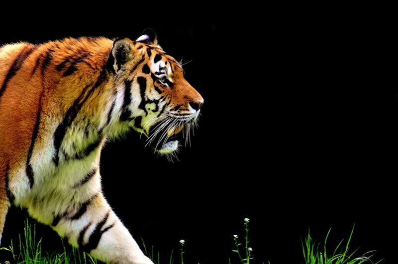 Marche du tigre de Pierre Gaultier Decor Image