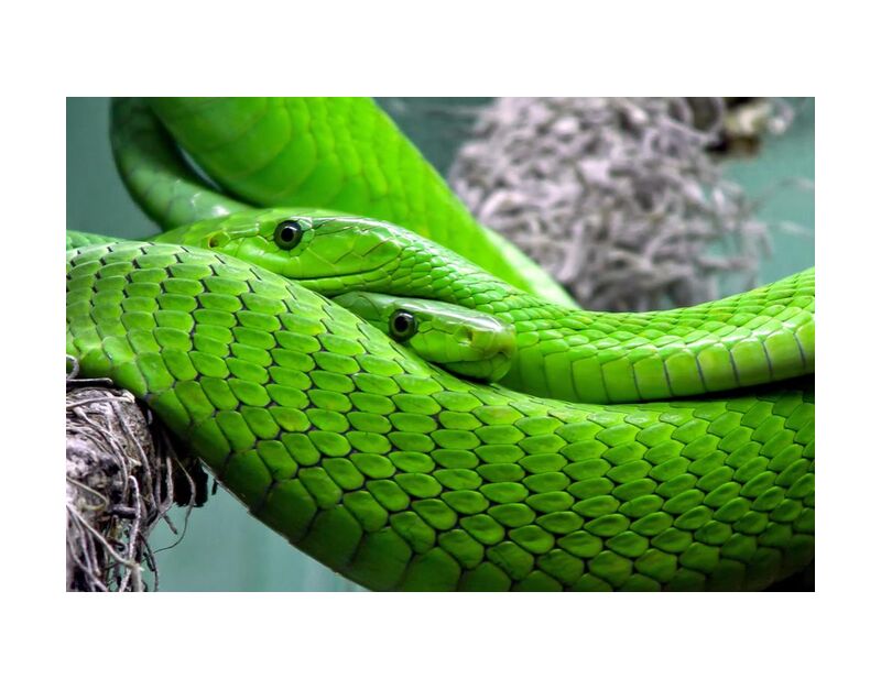 Green manbas from Pierre Gaultier, Prodi Art, poisonous, snake, reptile, poison, pattern, nature, mamba, lizard, green mamba, green, animal