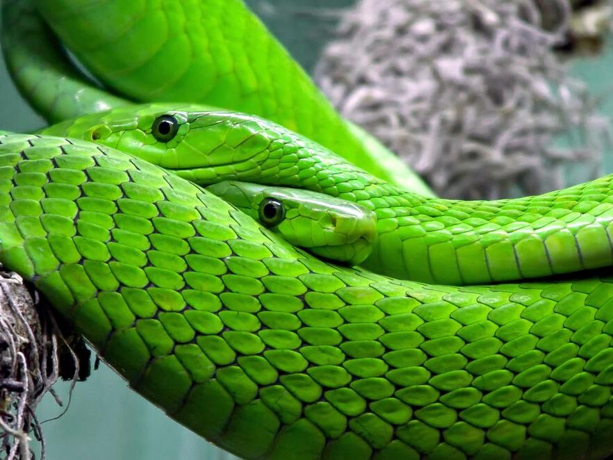 Mambas verts de Pierre Gaultier, Prodi Art, toxique, serpent, reptile, poison, modèle, nature, mamba, lézard, mamba verte, vert, animal