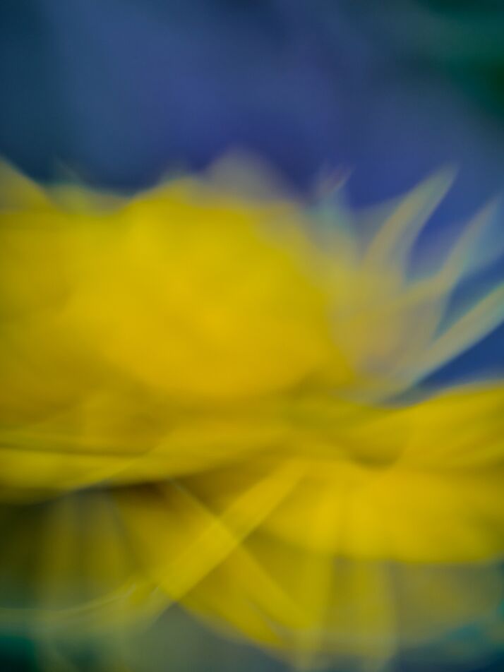 La fleur jaune de Céline Pivoine Eyes, Prodi Art, nature, jaune, violet, plante, Fleur jaune, ICM, Mouvement intentionnel de la caméra, flou artistique, art abstrait, Photographie abstraite, fleurs