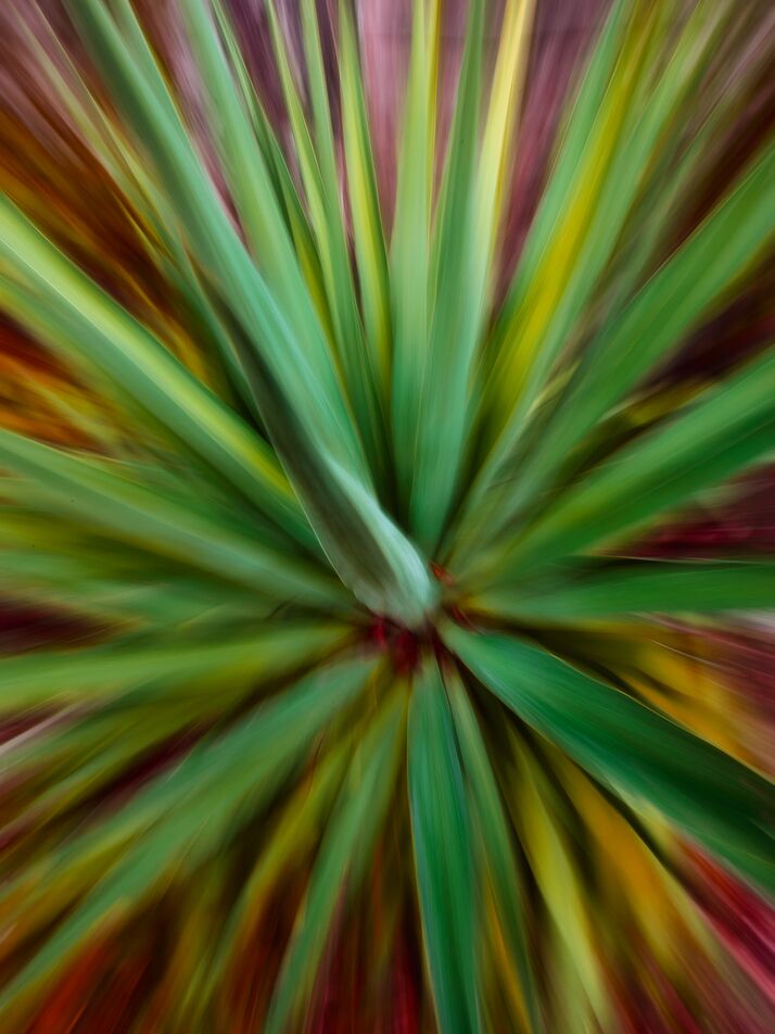 Le yucca de Céline Pivoine Eyes, Prodi Art, vert, fleurs, plante, paysage, nature, Photographie abstraite, art abstrait, flou artistique, Mouvement intentionnel de la caméra, ICM, Yucca