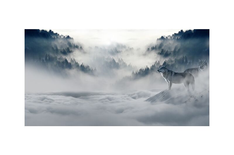 Solitary Wolves from Pierre Gaultier, Prodi Art, fairy tales, magic, magic forest, fir forest, mystical, firs, atmospheric, idyllic, wintry, winter, forest, trees, freezing, cold, winter mood, fog, clouds, mood, nature, valley, mountains, pack, snow, wild animal, predator, animal world, atmosphere, landscape, snow wolf, wolves, wolf