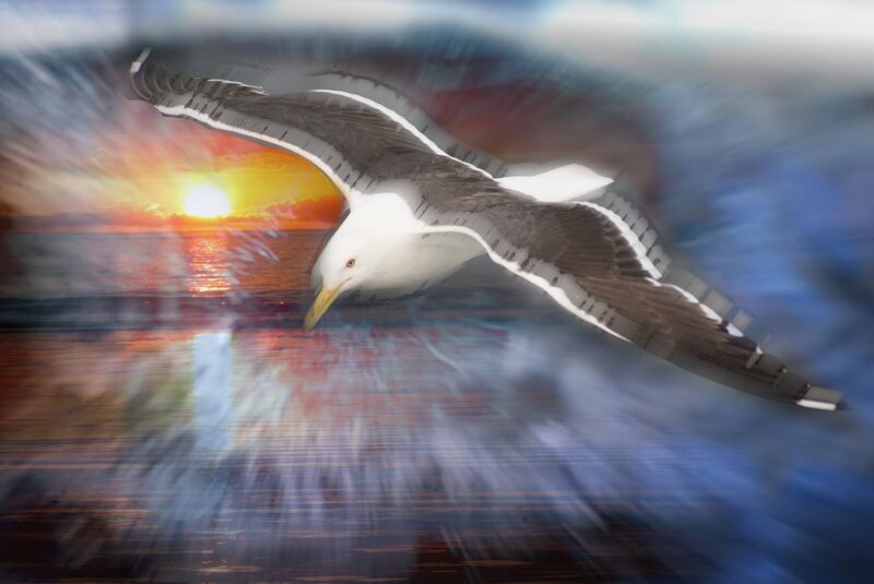 Flight of a seagull from Adam da Silva, Prodi Art, gull, flight, Sun, blue, bird, sea, ocean, beach
