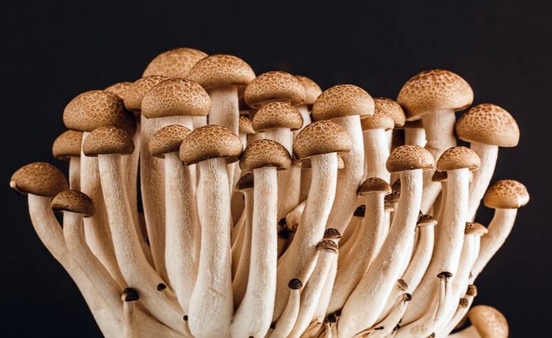 Our mushrooms from Pierre Gaultier Decor Image