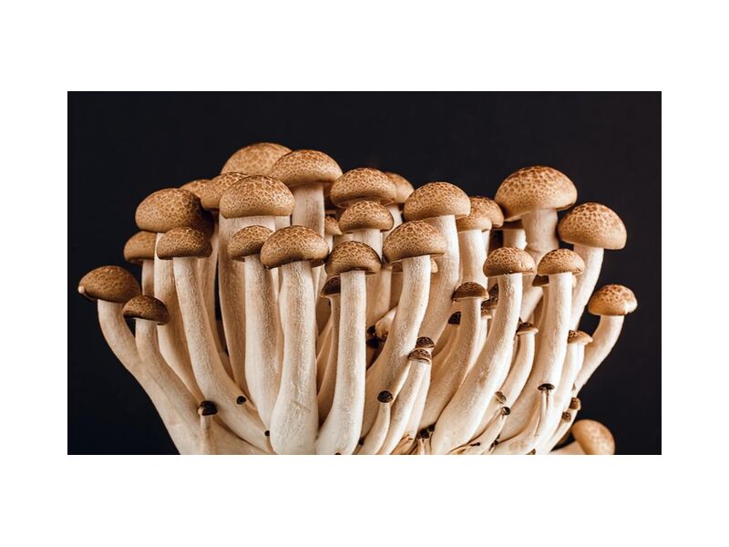 Nos champignons de Pierre Gaultier, Prodi Art, légume, brut, plante, biologique, champignons, Ingrédients, en bonne santé, Frais, nourriture, comestible, délicieux, champignon, Bolet