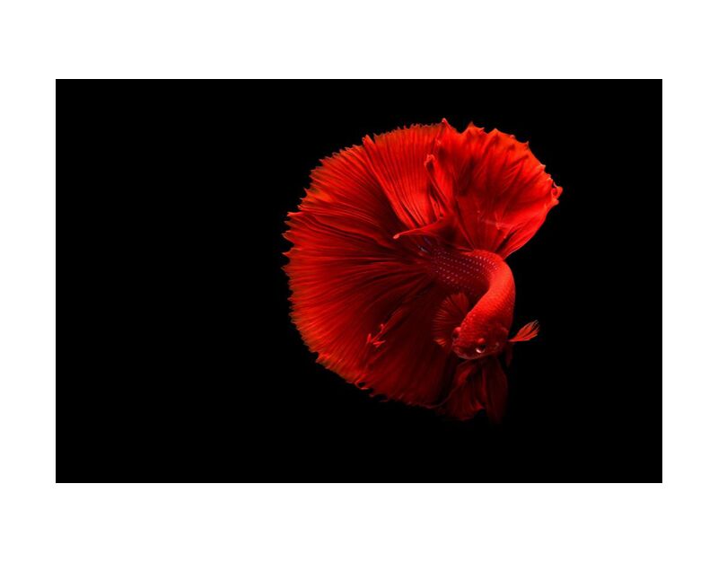 Siamese fighting fish from Pierre Gaultier, Prodi Art, art, beautiful, bright, color, coloring, contrast, dark, delicate, fish, love, red, siamese fighting fis
